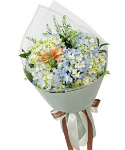 Cẩm tú cầu và em