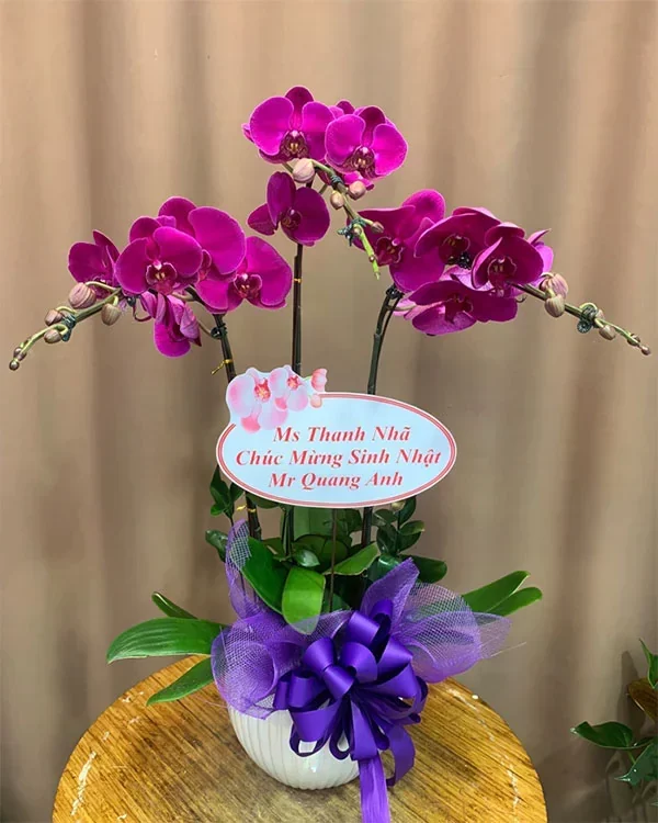 Top 5 Mẫu Hoa Được Yêu Thích Nhất Tại 2Sweet: Khám Phá Vẻ Đẹp Tinh Tế Cho Mọi Dịp! 10 2sweet chậu hoa
